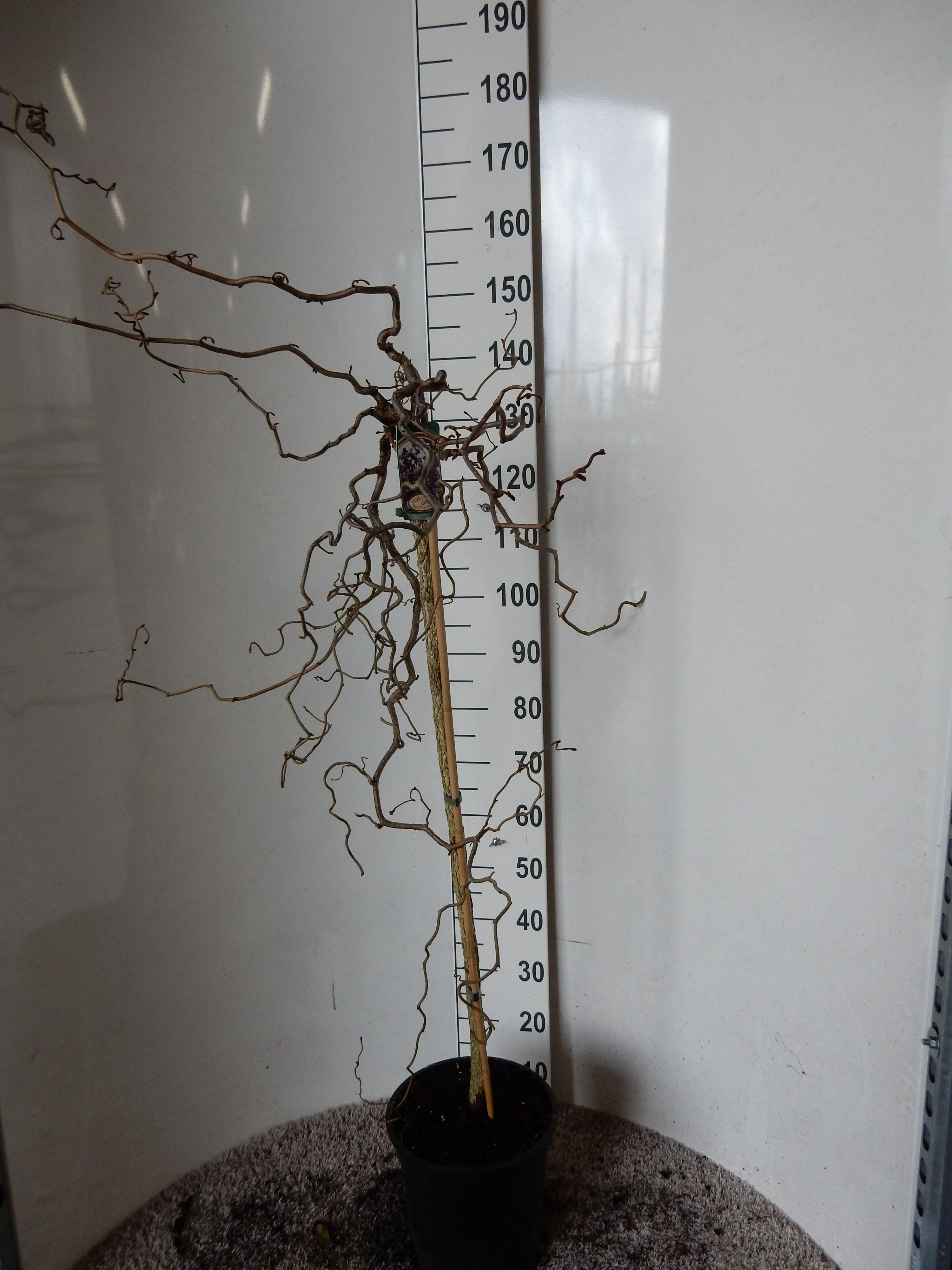 Горшечные цветы и растения оптом Corylus Red Majestic от 1шт из Голландии с доставкой по России