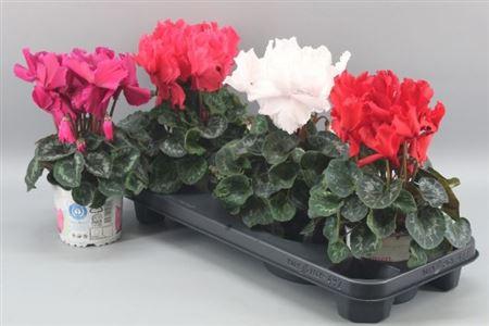 Горшечные цветы и растения оптом Cycl Gr Hal Curly от 3шт (для телеги) из Голландии с доставкой по России