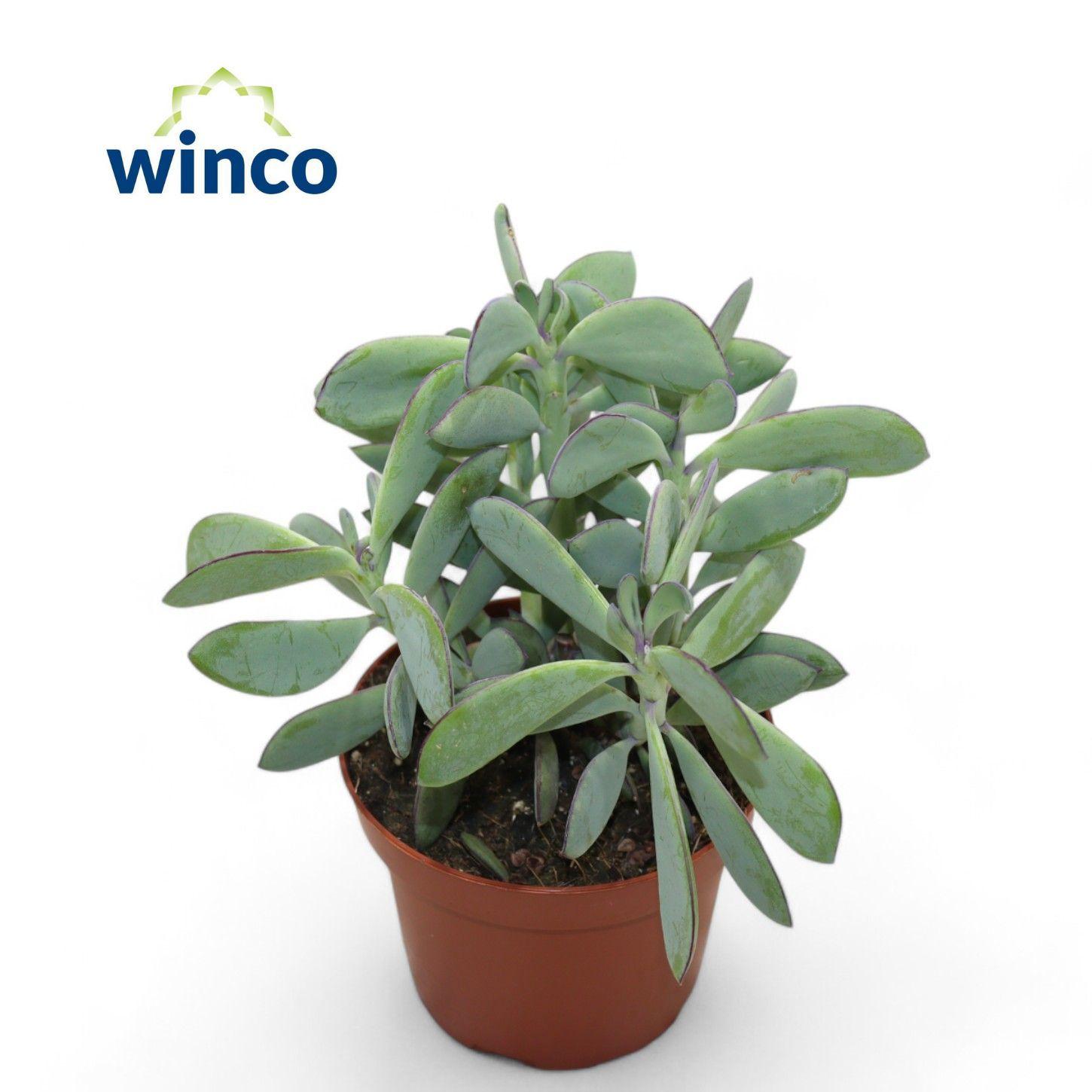 Горшечные цветы и растения оптом Senecio Crassisimus от 6шт из Голландии с доставкой по России