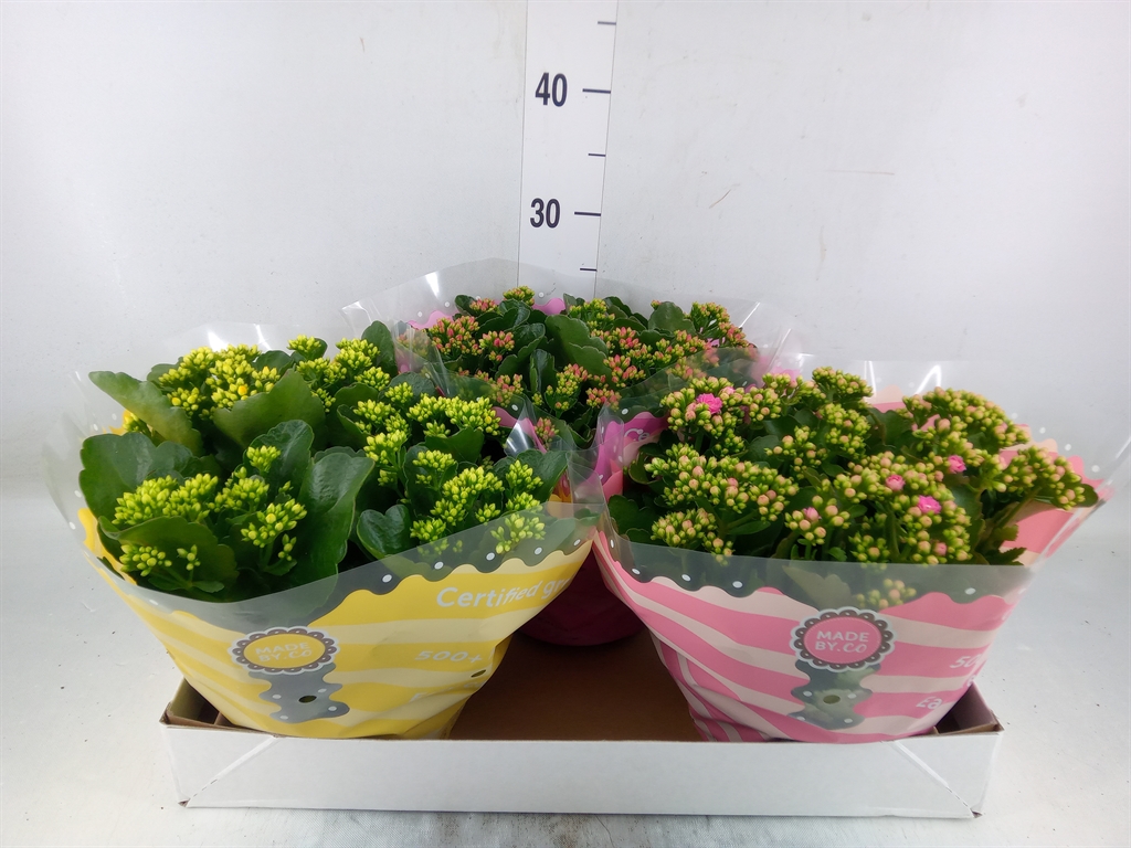 Горшечные цветы и растения оптом Kalanchoe Blos.   ..rosebud Mix  5 от 3шт из Голландии с доставкой по России