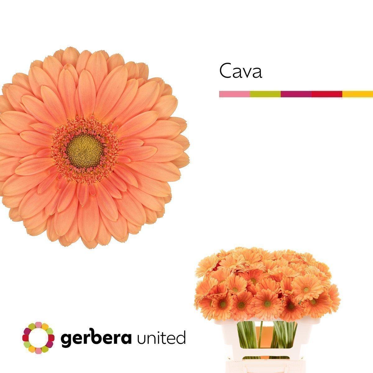 Срезанные цветы оптом Germini cava от 80шт из Голландии с доставкой по России