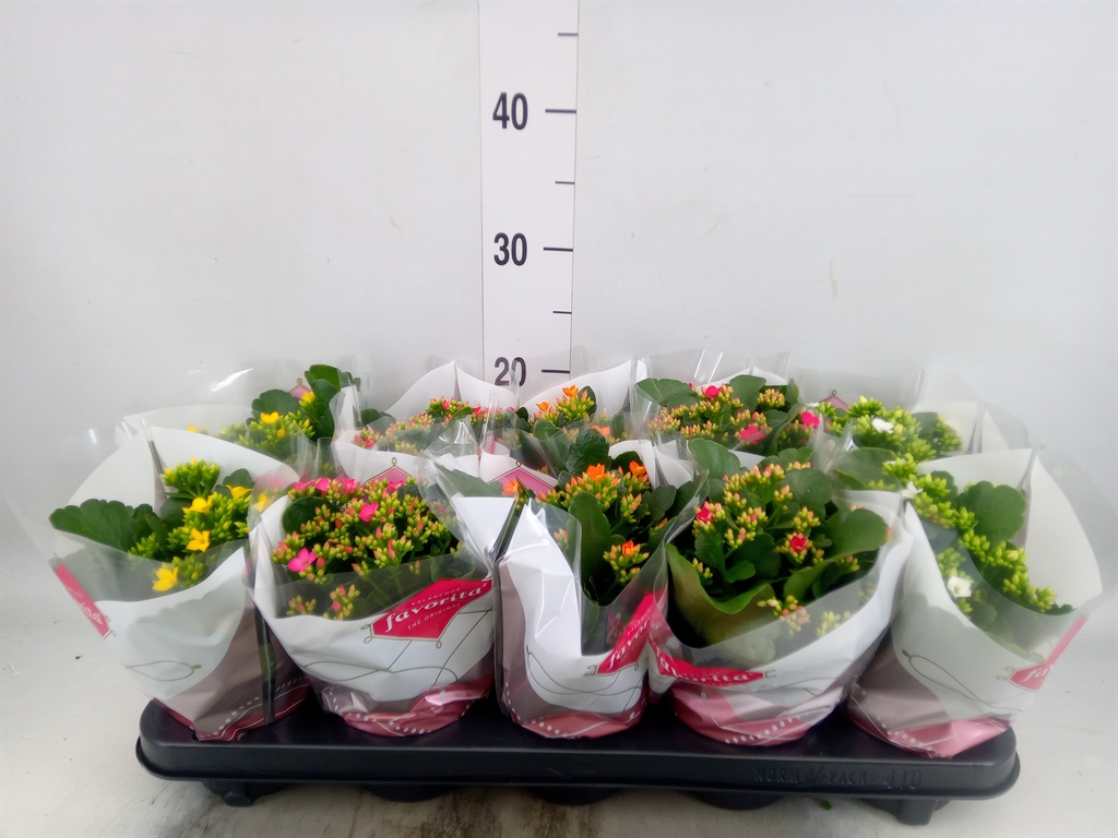 Горшечные цветы и растения оптом Kalanchoe Blos.   ..mix 5 от 10шт из Голландии с доставкой по России