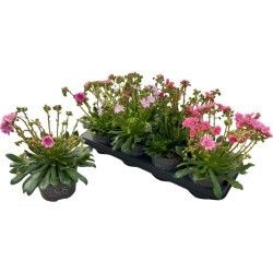 Горшечные цветы и растения оптом Lewi Rocky Color Gem от 8шт из Голландии с доставкой по России