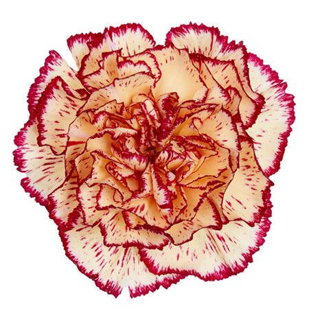 Срезанные цветы оптом Dianthus st viana от 80шт. из Голландии с доставкой по России
