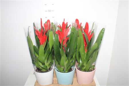 Горшечные цветы и растения оптом Vries Intenso Red Ceramic Pot от 6шт из Голландии с доставкой по России