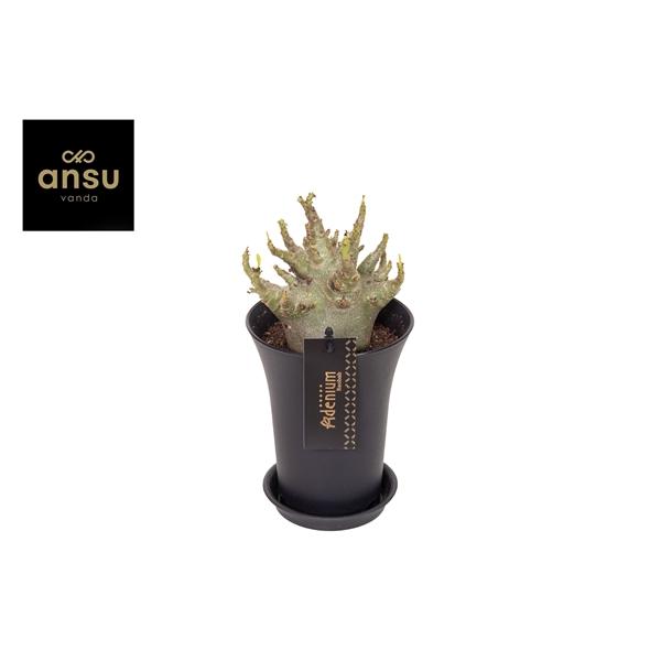 Горшечные цветы и растения оптом Adenium Ansu Baobab In Sierpot Xxl от 6шт из Голландии с доставкой по России