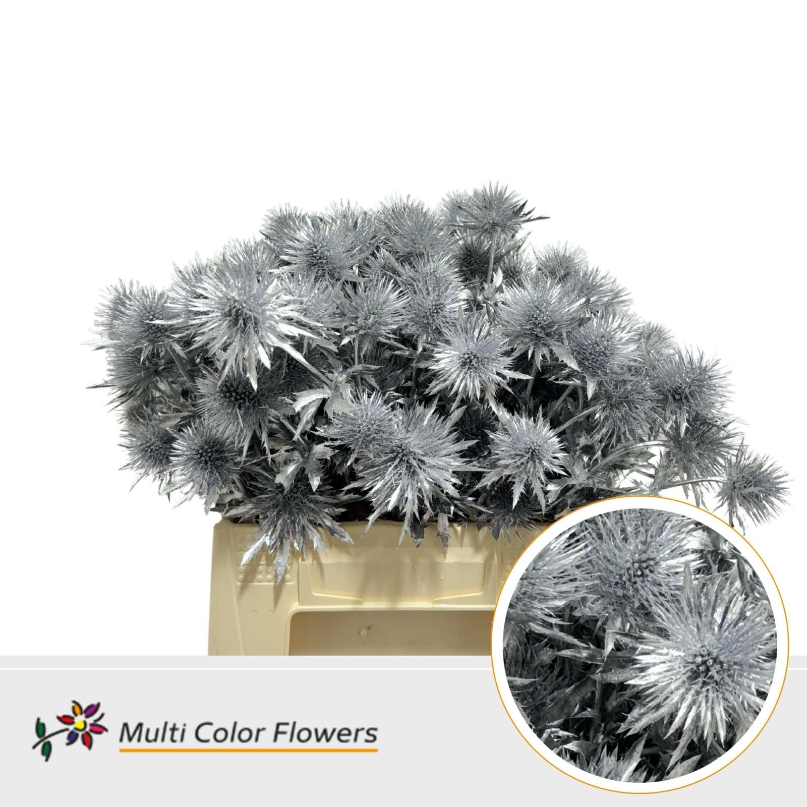 Срезанные цветы оптом Eryngium paint silver от 60шт из Голландии с доставкой по России