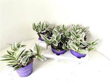 Горшечные цветы и растения оптом Trad White Clone от 6шт из Голландии с доставкой по России