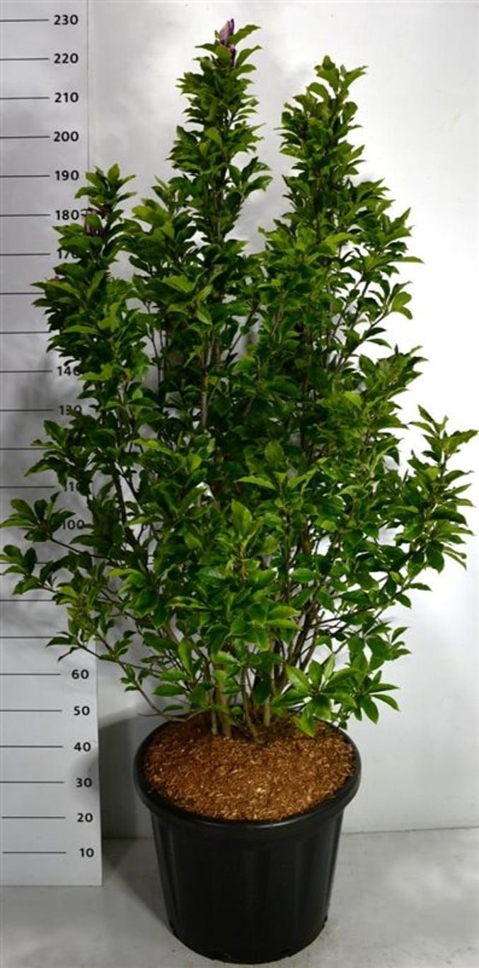 Горшечные цветы и растения оптом Magnolia Susan от 1шт из Голландии с доставкой по России