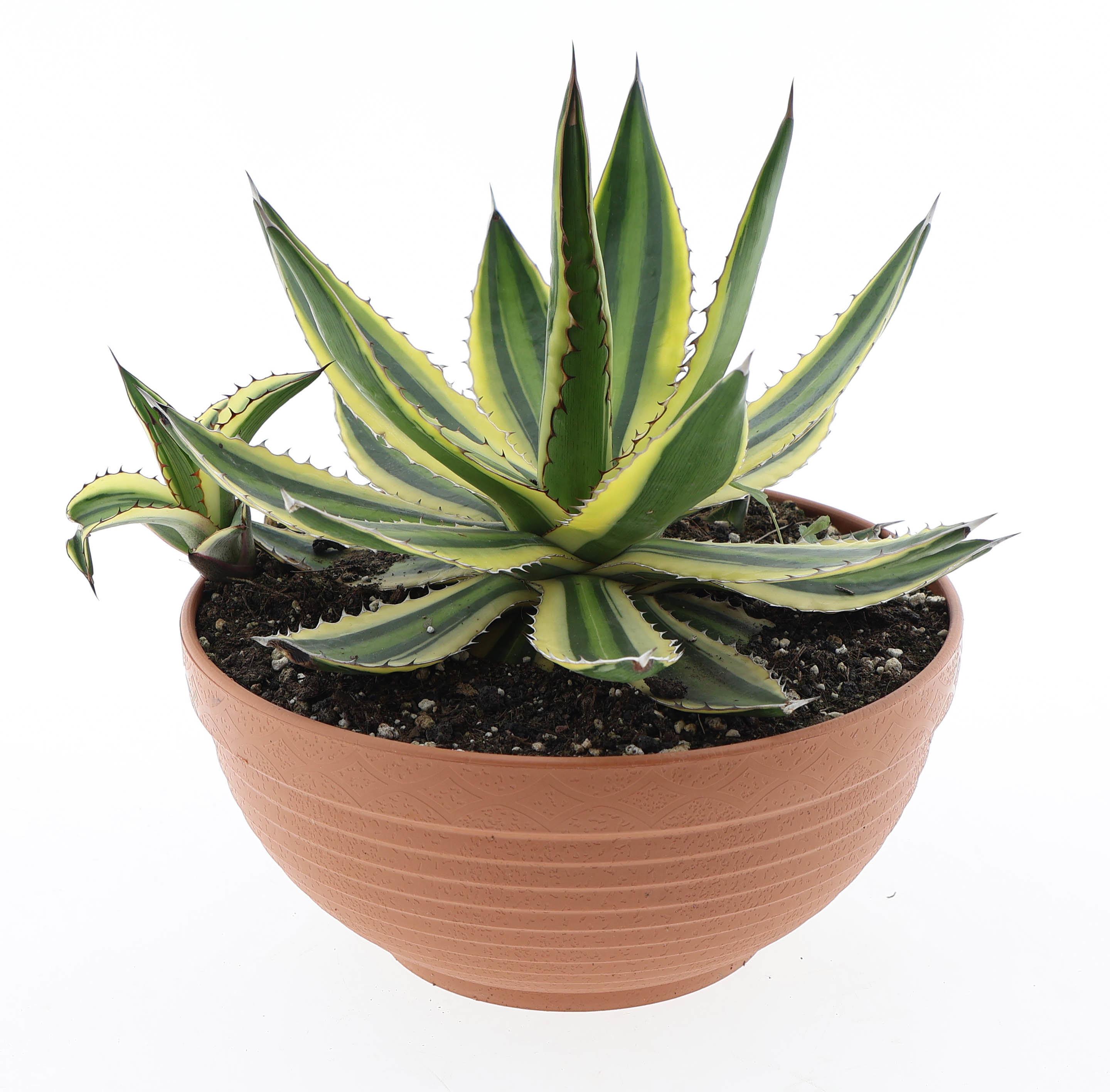 Горшечные цветы и растения оптом Agave Lophanta Variegata от 2шт из Голландии с доставкой по России