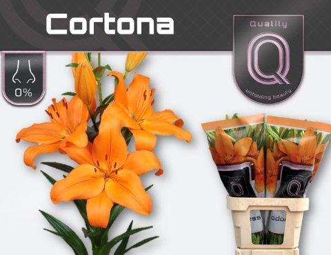 Срезанные цветы оптом Lilium la cortona от 60шт. из Голландии с доставкой по России