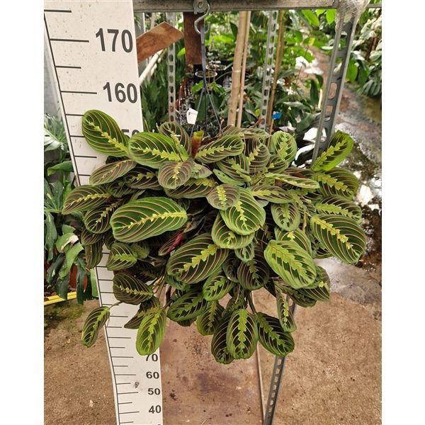 Горшечные цветы и растения оптом Maranta Fascinator Tricolor Hangplant от 2шт из Голландии с доставкой по России