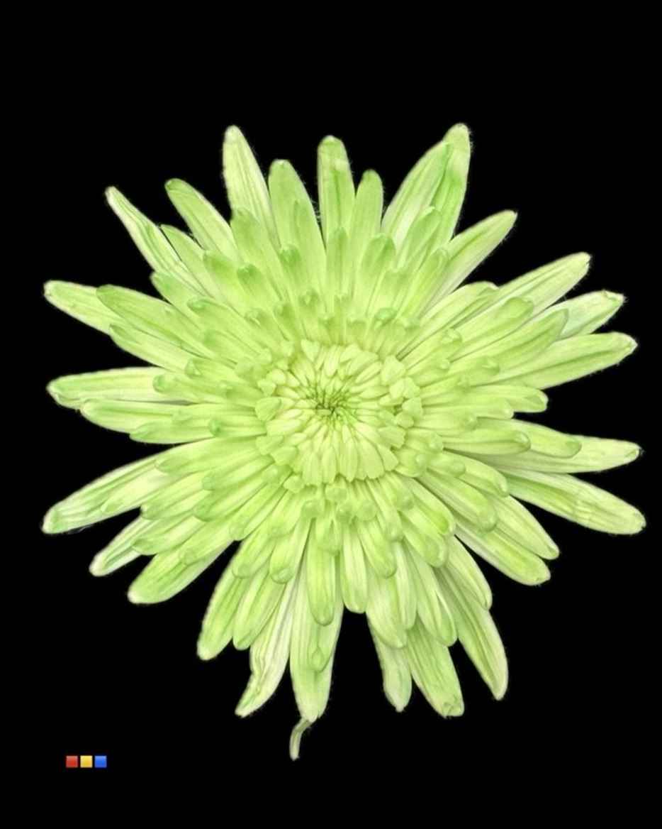 Срезанные цветы оптом Chrys bl paint topspin dusty green от 60шт из Голландии с доставкой по России