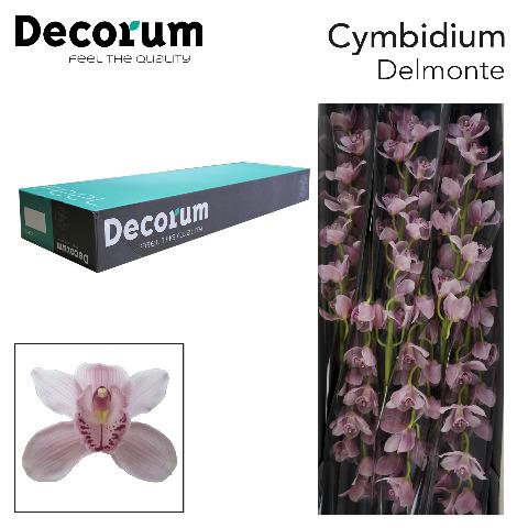 Срезанные цветы оптом Cymbidium pink california delmonte от 6шт. из Голландии с доставкой по России