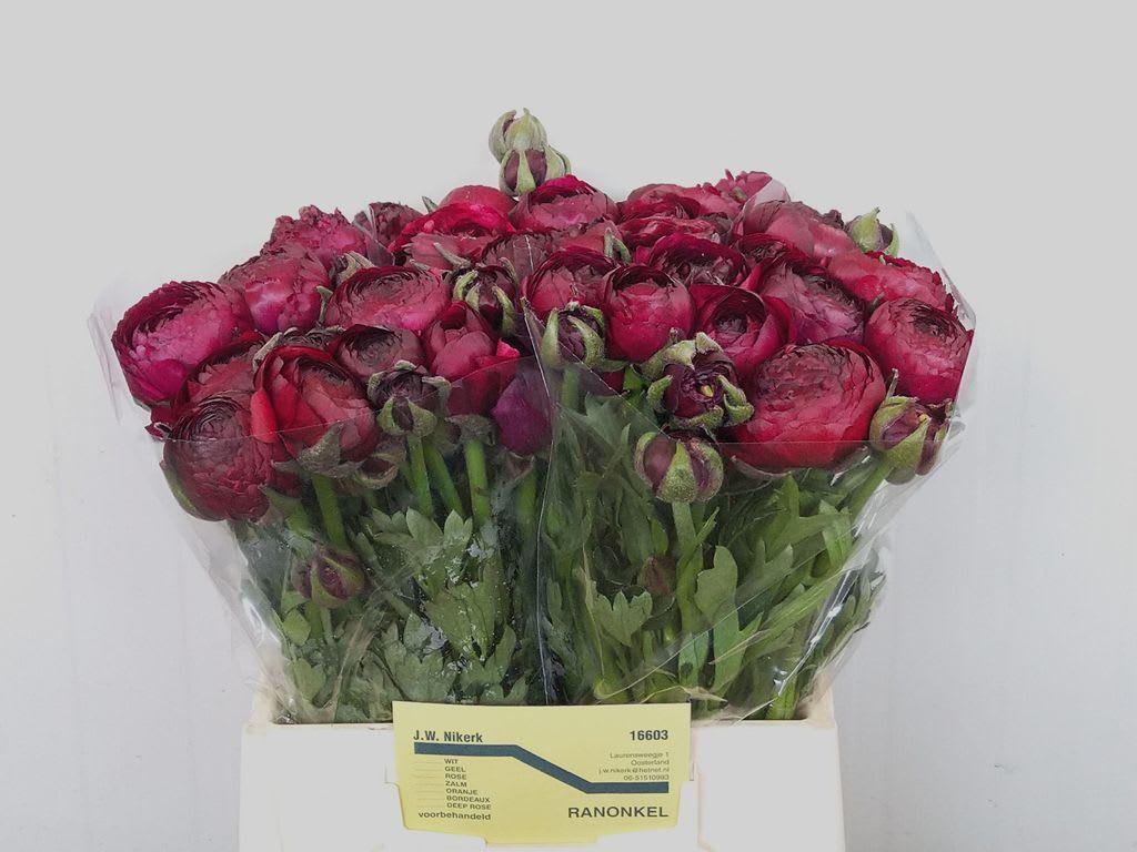 Срезанные цветы оптом Ranunculus aazur bordeaux от 30шт из Голландии с доставкой по России