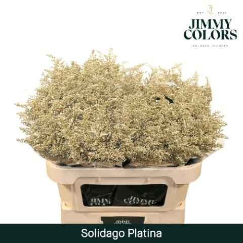 Срезанные цветы оптом Solidago paint platinum от 25шт из Голландии с доставкой по России