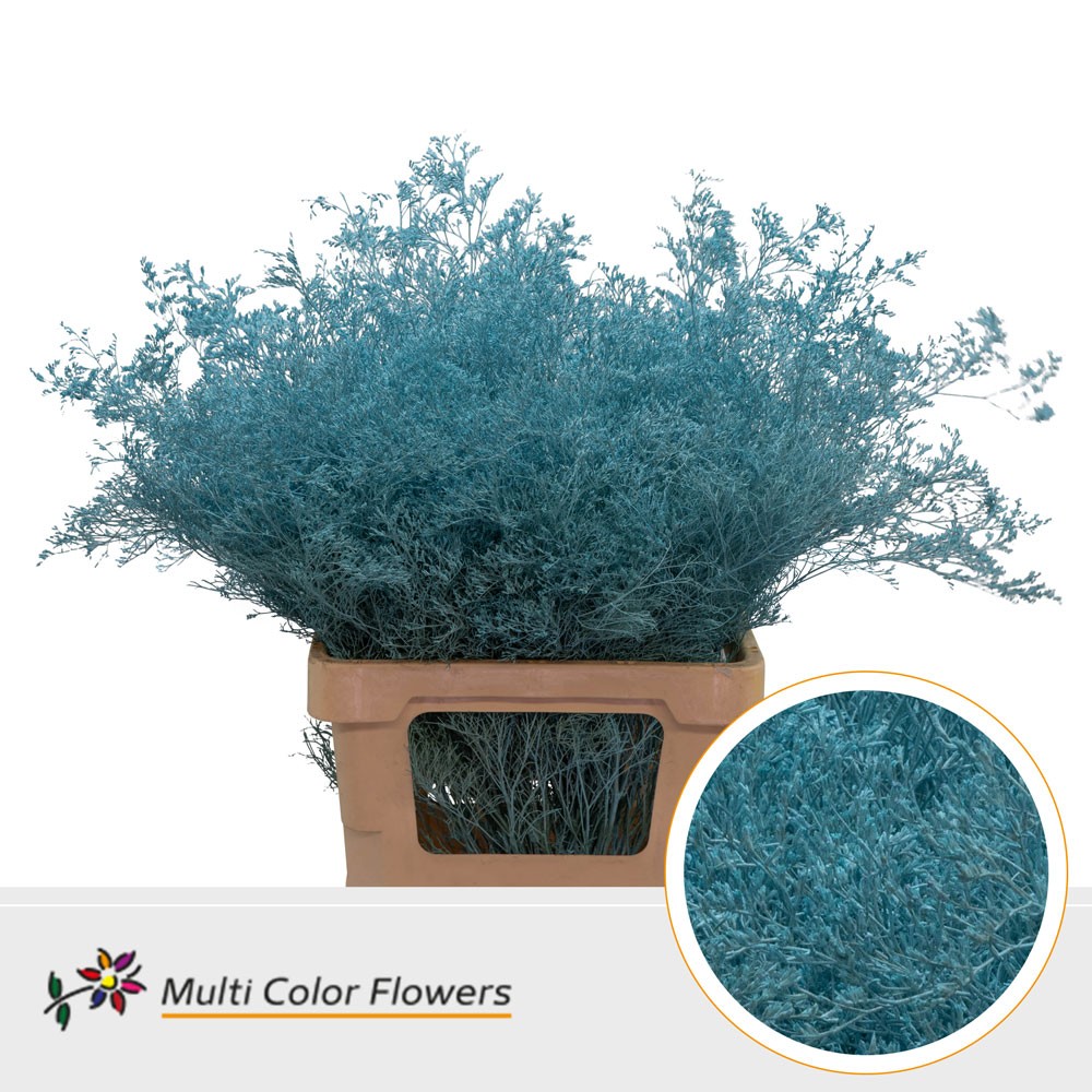 Срезанные цветы оптом Limonium beltlaard paint ice blue от 25шт из Голландии с доставкой по России