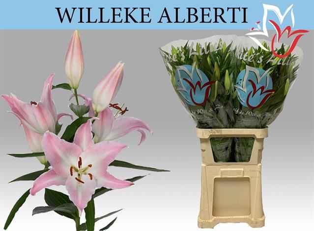 Срезанные цветы оптом Lilium or willeke alberti от 30шт из Голландии с доставкой по России