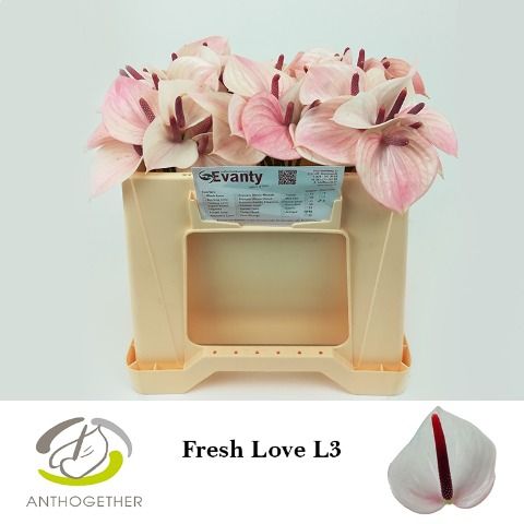 Срезанные цветы оптом Anthurium love fresh от 60шт из Голландии с доставкой по России