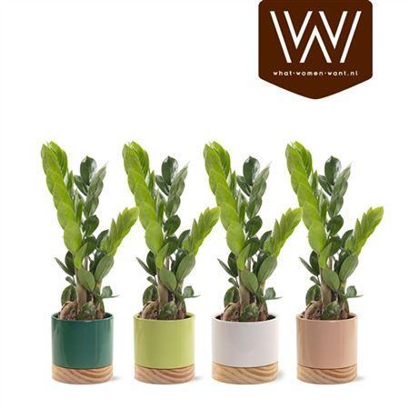 Горшечные цветы и растения оптом Zamioculcas In Pot Emma Met Houten Voet от 6шт из Голландии с доставкой по России