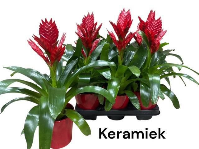 Горшечные цветы и растения оптом Vries Ov от 6шт из Голландии с доставкой по России