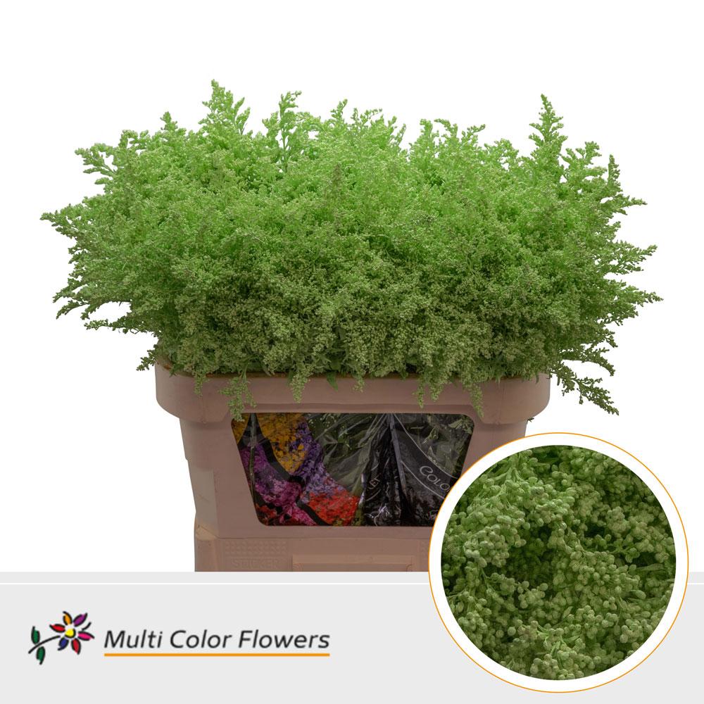Срезанные цветы оптом Solidago paint mintgreen от 100шт из Голландии с доставкой по России