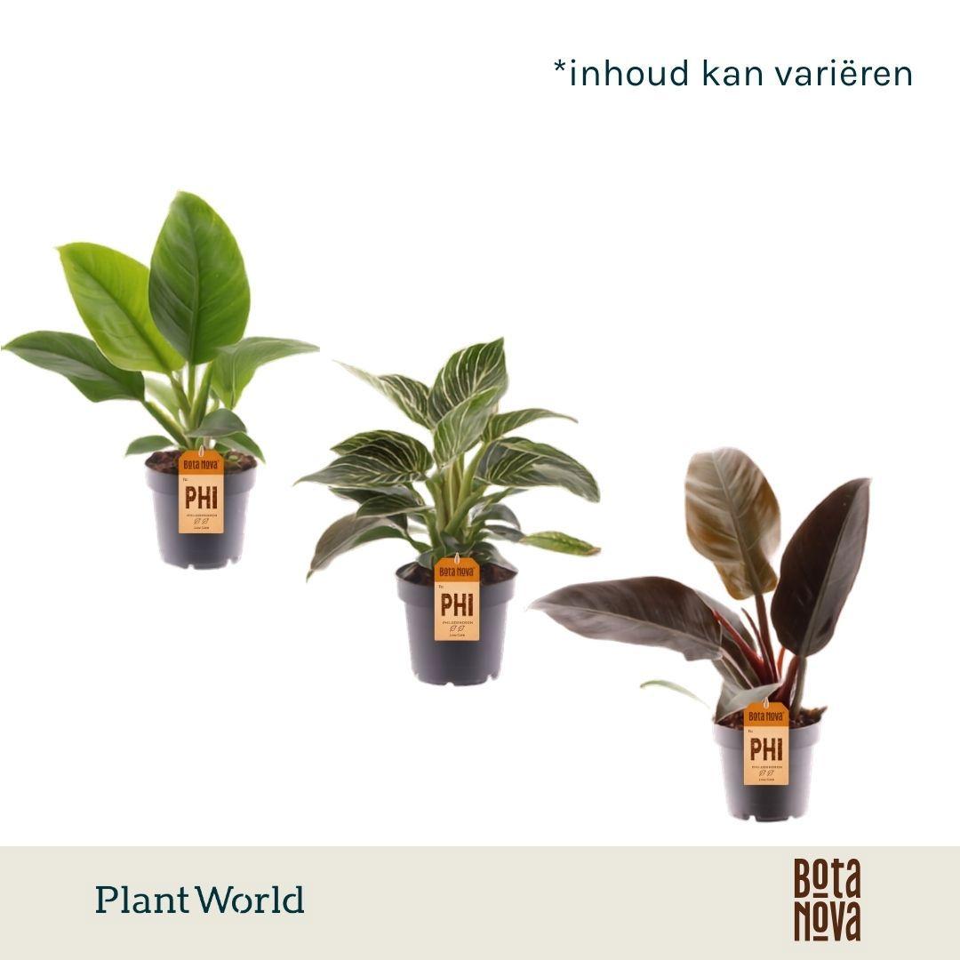 Горшечные цветы и растения оптом Philodendron Mix от 10шт из Голландии с доставкой по России