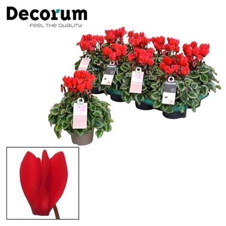 Горшечные цветы и растения оптом Cyclamen Kl S S Picasso Rood от 8шт (для телеги) из Голландии с доставкой по России