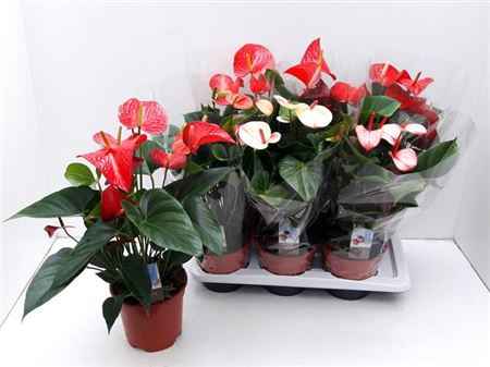 Горшечные цветы и растения оптом Anthu An Gem 4 Kl 6+ от 6шт из Голландии с доставкой по России