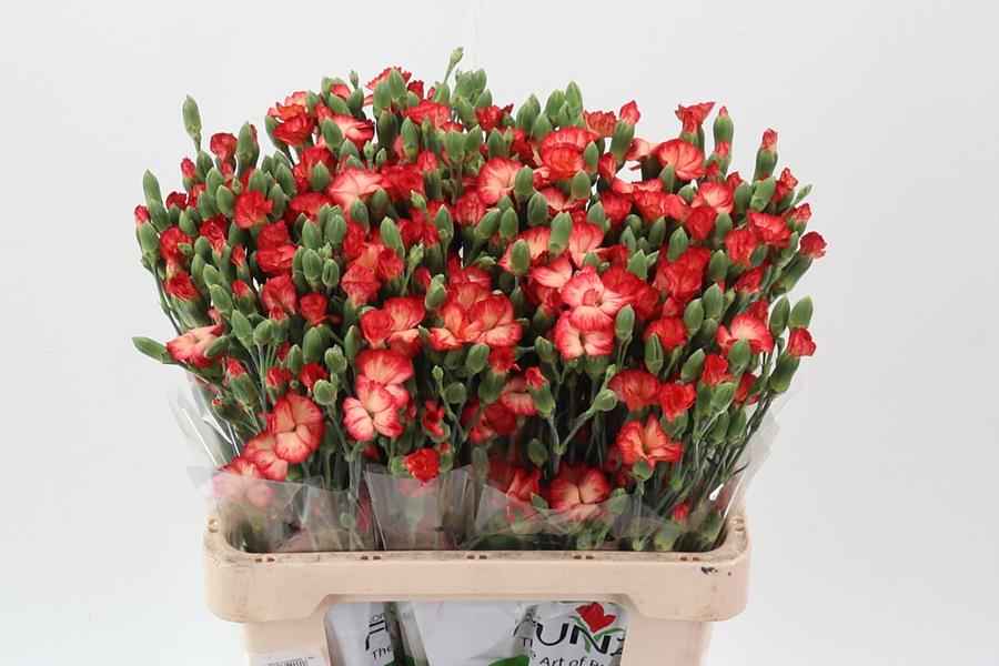 Срезанные цветы оптом Dianthus sp lala cult от 100шт из Голландии с доставкой по России