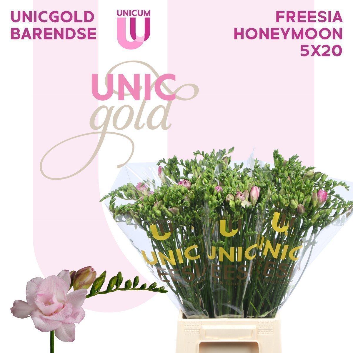 Срезанные цветы оптом Freesia do honeymoon от 100шт из Голландии с доставкой по России