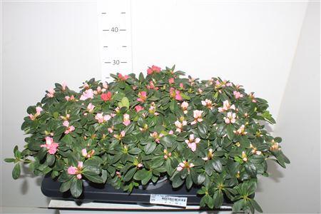 Горшечные цветы и растения оптом ** Rhodo Si Vogel Gem * Autumn Promo * от 6шт из Голландии с доставкой по России