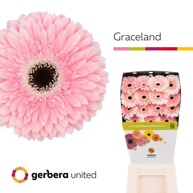 Срезанные цветы оптом Gerbera diamond graceland от 45шт из Голландии с доставкой по России