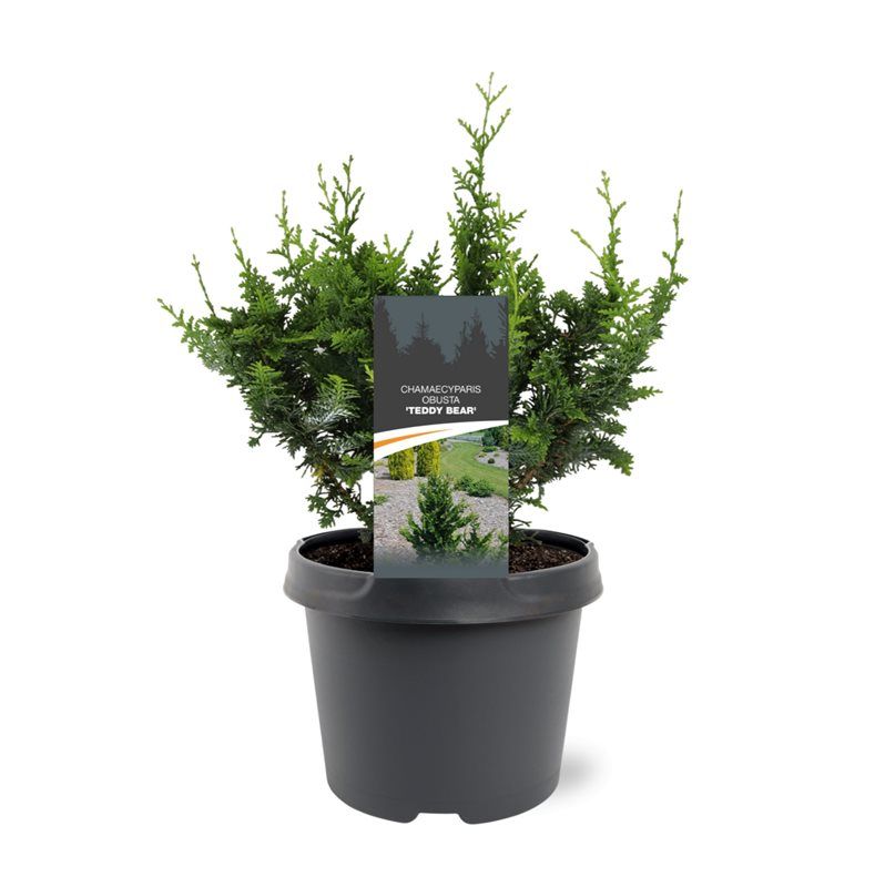 Горшечные цветы и растения оптом Chamaecyparis Obt Teddy Bear от 1шт из Голландии с доставкой по России