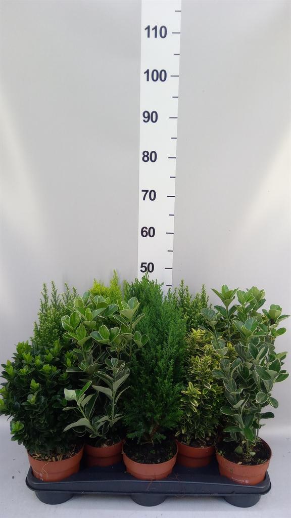 Горшечные цветы и растения оптом Conifers And Shrubs ...mix от 10шт из Голландии с доставкой по России