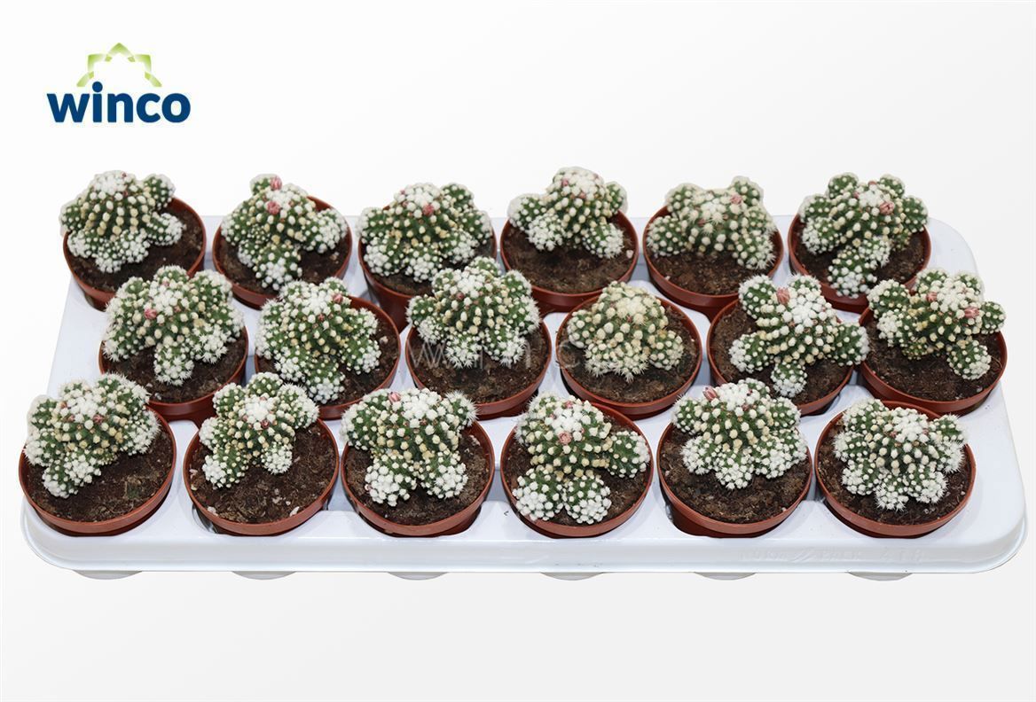 Горшечные цветы и растения оптом Mammillaria Gracilis от 18шт (для телеги) из Голландии с доставкой по России