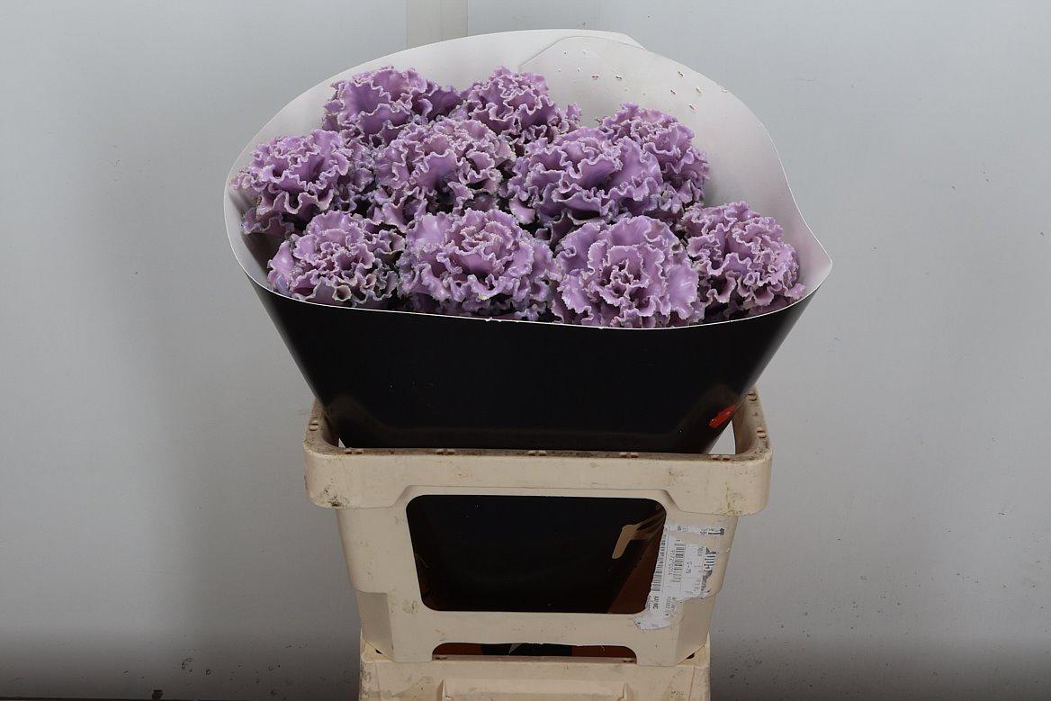 Срезанные цветы оптом Brassica wax fringed milka от 10шт из Голландии с доставкой по России