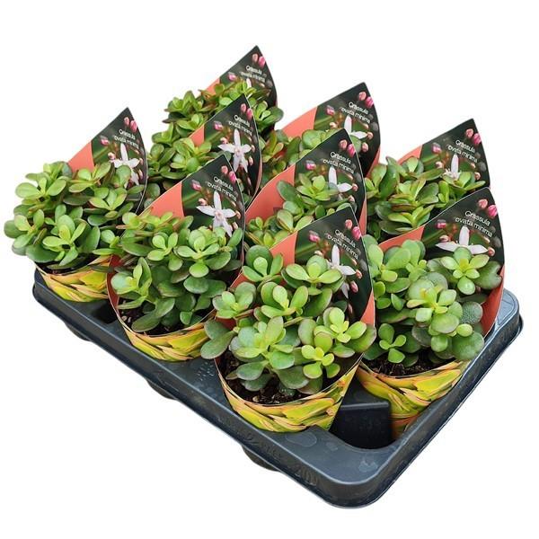 Горшечные цветы и растения оптом Crassula Portulacea Mini Potcover от 9шт из Голландии с доставкой по России