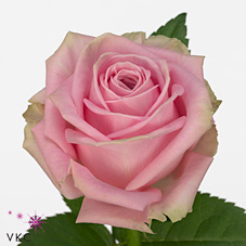 Срезанные цветы оптом Rosa large heidi от 60шт из Голландии с доставкой по России