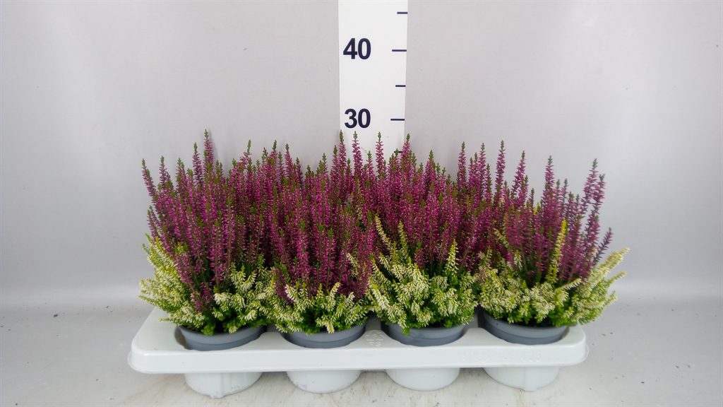 Горшечные цветы и растения оптом Calluna Vulg. beauty L Ccrow ..mx от 8шт из Голландии с доставкой по России