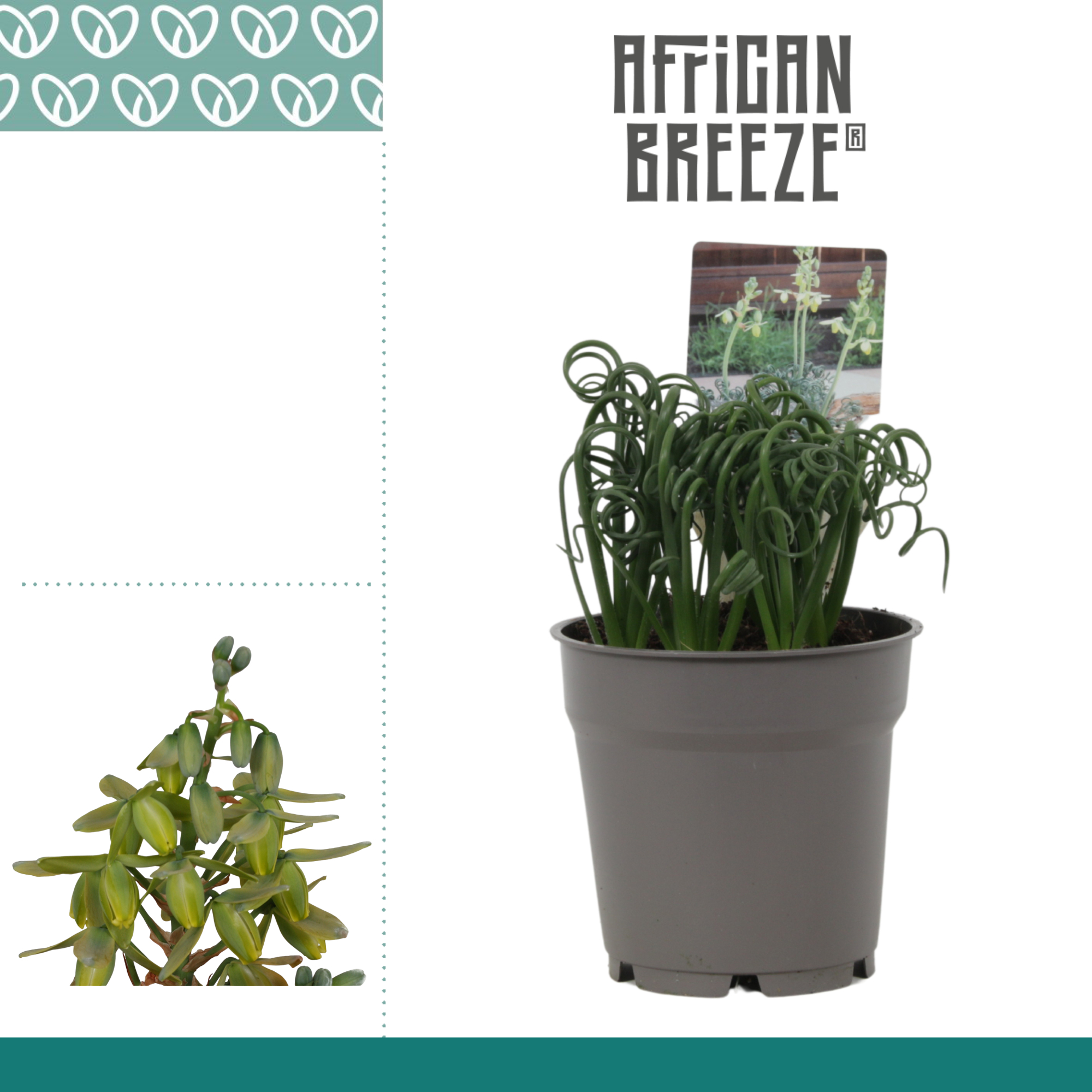 Горшечные цветы и растения оптом Albuca  Friz Sizzle от 6шт из Голландии с доставкой по России