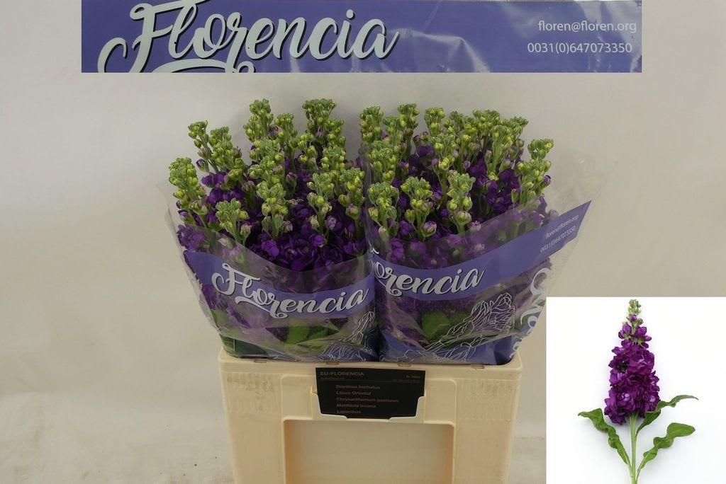 Срезанные цветы оптом Matthiola purple от 40шт из Голландии с доставкой по России