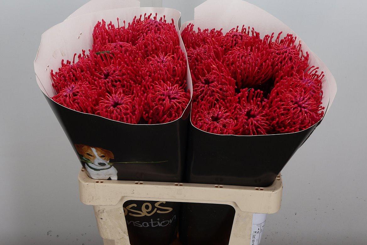 Срезанные цветы оптом Nutans wax cerise от 20шт из Голландии с доставкой по России