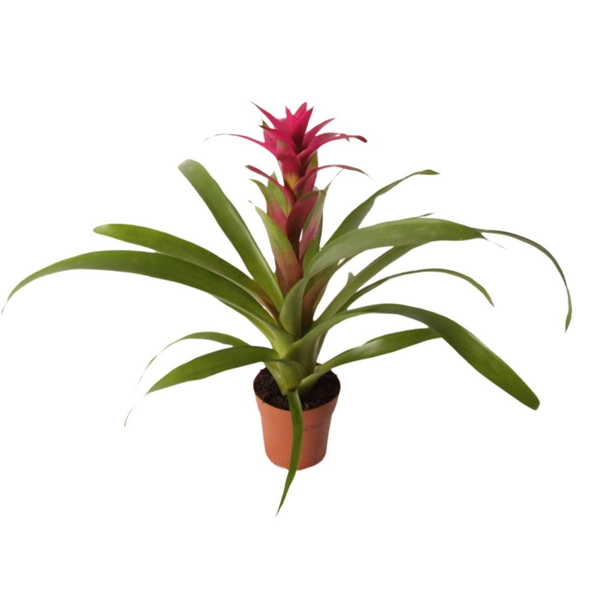 Горшечные цветы и растения оптом Guzmania Voila от 10шт из Голландии с доставкой по России