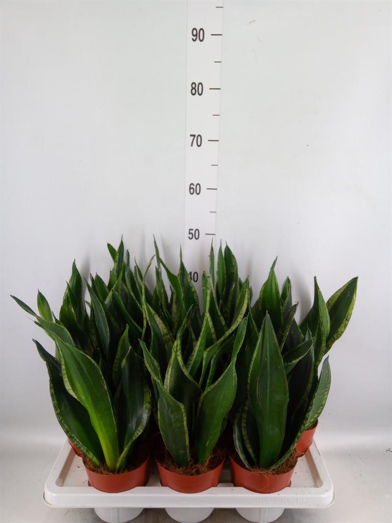 Горшечные цветы и растения оптом Sansevieria Trifa.   ... от 7шт из Голландии с доставкой по России