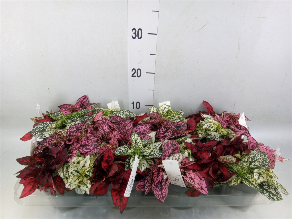 Горшечные цветы и растения оптом Hypoestes Phyllo.   ...mix от 8шт из Голландии с доставкой по России