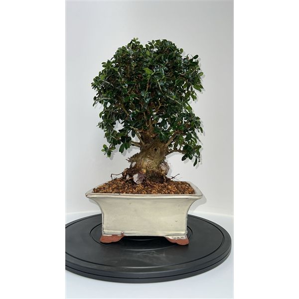 Горшечные цветы и растения оптом Bonsai Olea Europaea, Pot 24cm. Height 45cm. (sing от 1шт из Голландии с доставкой по России