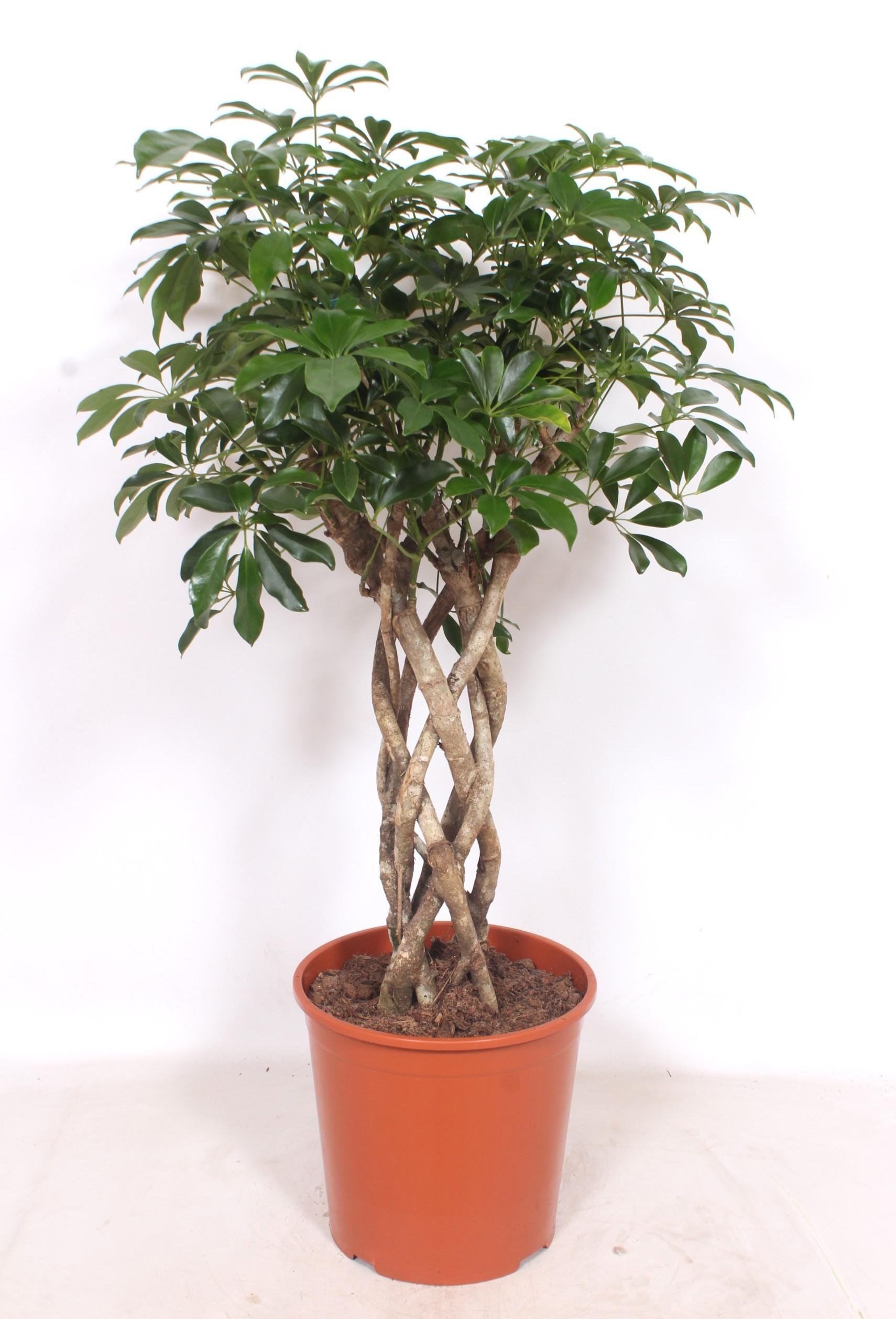 Горшечные цветы и растения оптом Schefflera Arboricola Compacta Tube от 1шт из Голландии с доставкой по России
