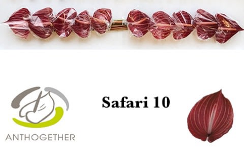 Срезанные цветы оптом Anthurium safari от 10шт. из Голландии с доставкой по России