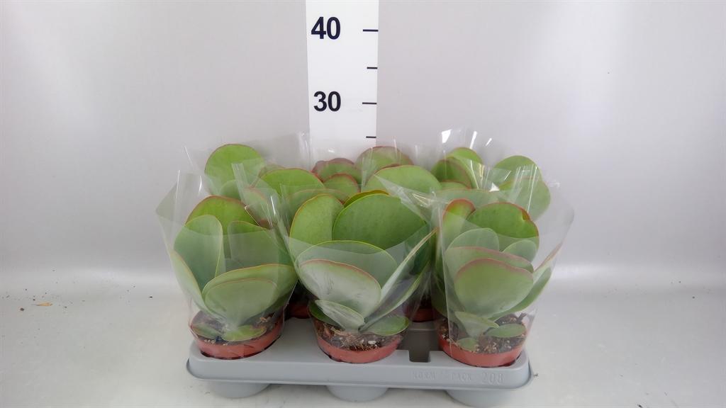 Горшечные цветы и растения оптом Kalanchoe Nf Thyrsiflora red Lips от 8шт из Голландии с доставкой по России